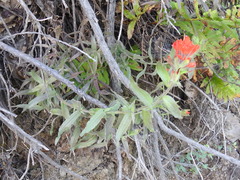 Castilleja martini martini