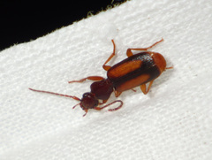 Polistichus connexus