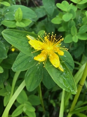 Hypericum graveolens