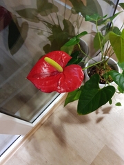 Anthurium andraeanum