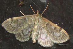 Anania coronata