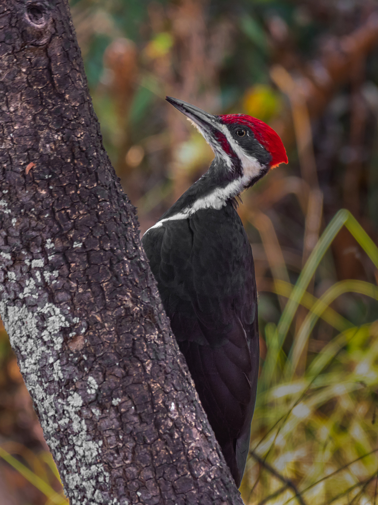 Northern Pileated Woodpecker