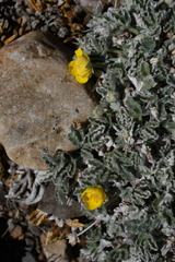 Potentilla holmgrenii