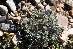 Oxytropis parryi