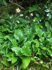 Rugelia nudicaulis