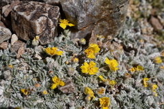 Potentilla holmgrenii