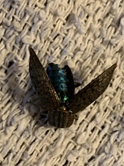 Dicercini