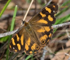 Heteronympha banksii
