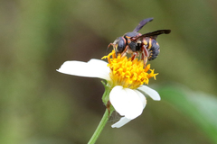 Anthidiellum perplexum