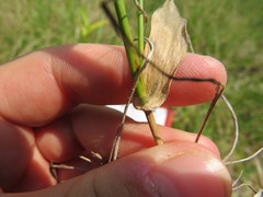 Dichanthelium sphaerocarpon