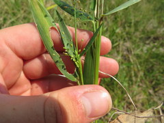 Dichanthelium sphaerocarpon