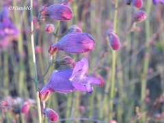 Penstemon amphorellae