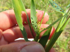 Dichanthelium sphaerocarpon