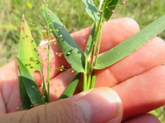 Dichanthelium sphaerocarpon