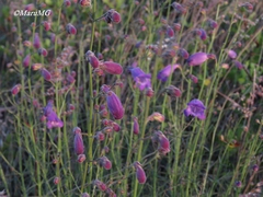 Penstemon amphorellae
