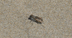 Cicindela bellissima