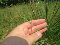 Paspalum laeve