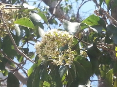 Angiospermae