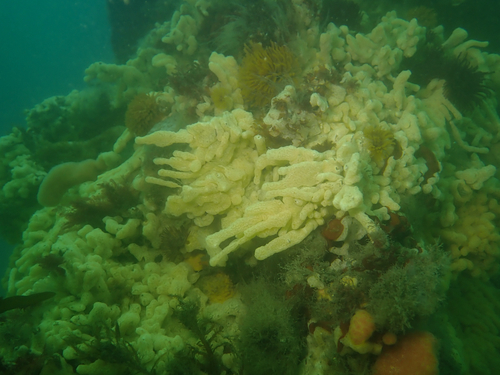 Carpet Sea Squirt, Stearn's Wharf, Santa Barbara, CA, USA, photo 10 of 10