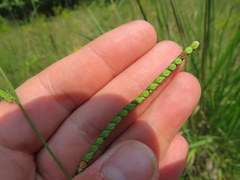 Paspalum laeve