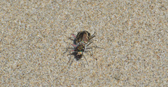 Cicindela bellissima
