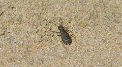 Cicindela oregona oregona