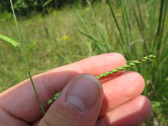 Paspalum laeve