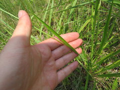 Paspalum laeve