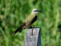 Tyrannus albogularis