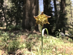 Fritillaria pinetorum