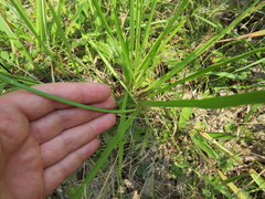 Paspalum laeve