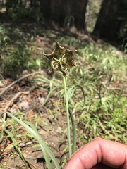Fritillaria pinetorum
