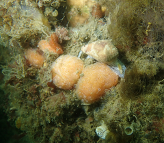 Aplidium solidum
