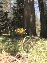 Fritillaria pinetorum