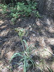 Fritillaria pinetorum