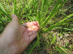 Paspalum laeve