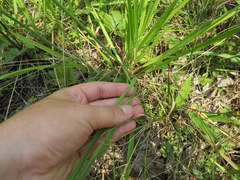 Paspalum laeve