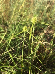 Cyperus lupulinus
