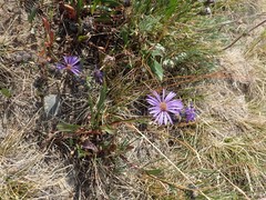 Dieteria bigelovii
