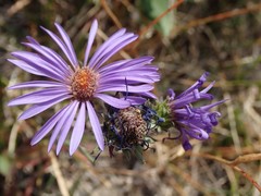 Dieteria bigelovii