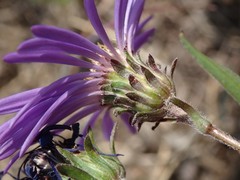 Dieteria bigelovii