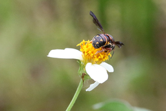 Anthidiellum perplexum