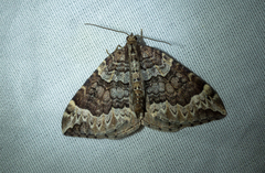 Eulithis destinata