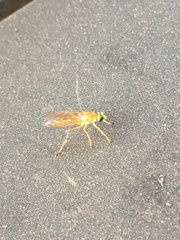 Ptecticus trivittatus