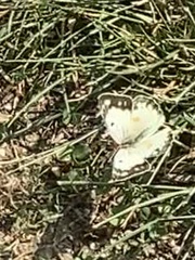 Colias