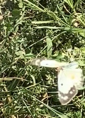 Colias