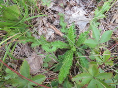 Cirsium pumilum
