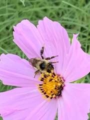 Bombus