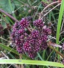 Cicuta virosa