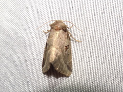 Plagiomimicus pityochromus